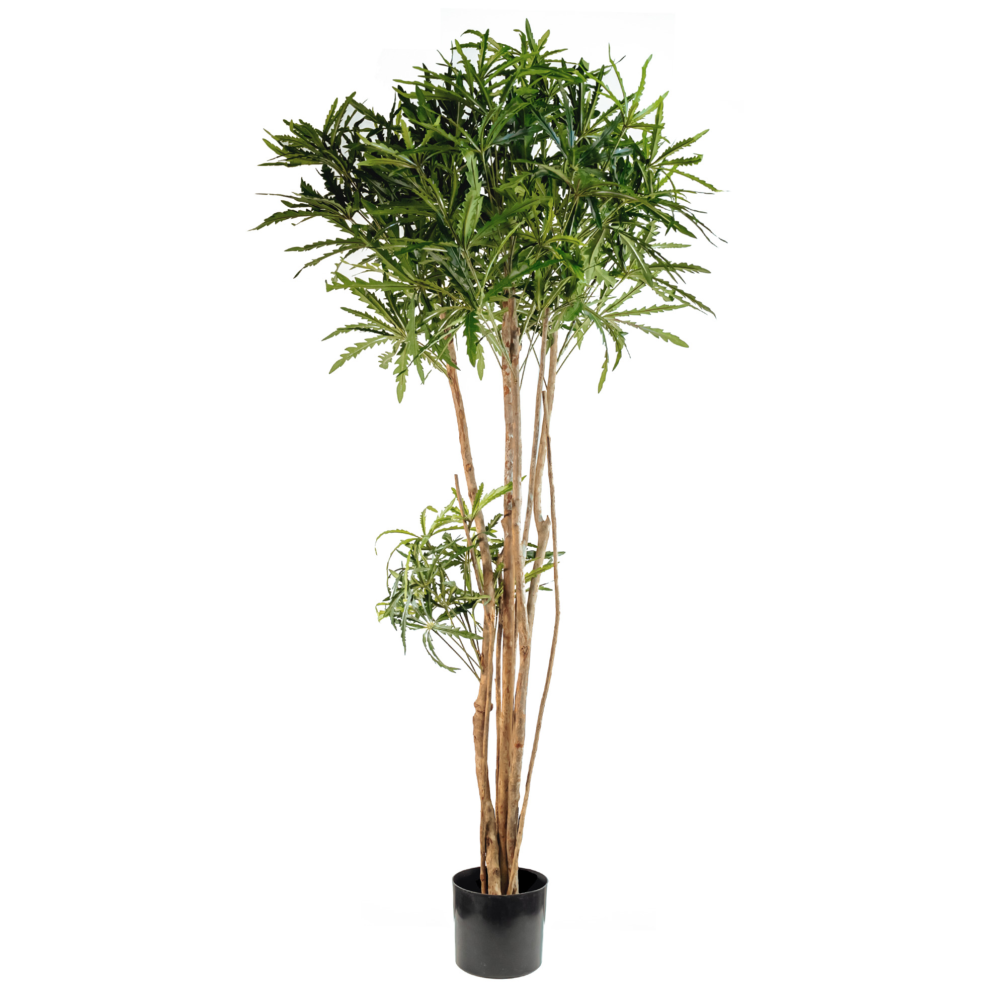 Artificial false aralia tree with real trunk 819LVS