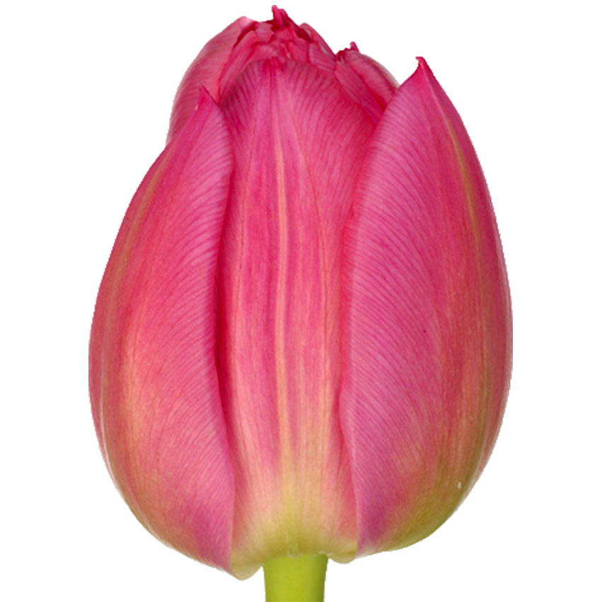 Tulip double queen of marvel