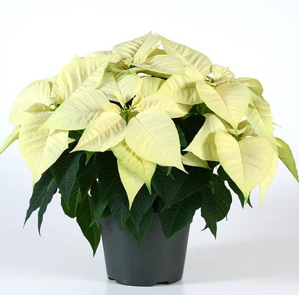 Poinsettia white