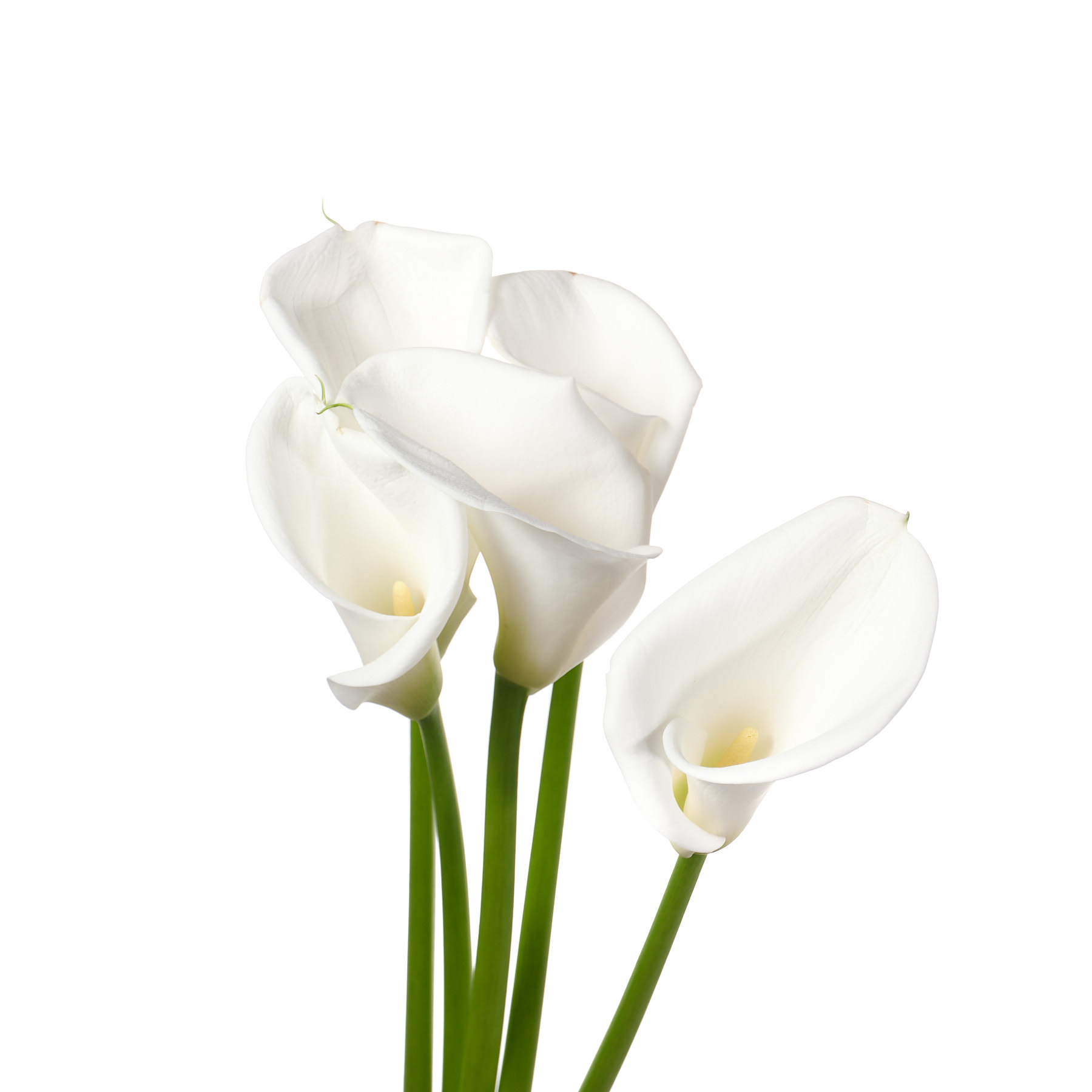 Zantedeschia avalanche