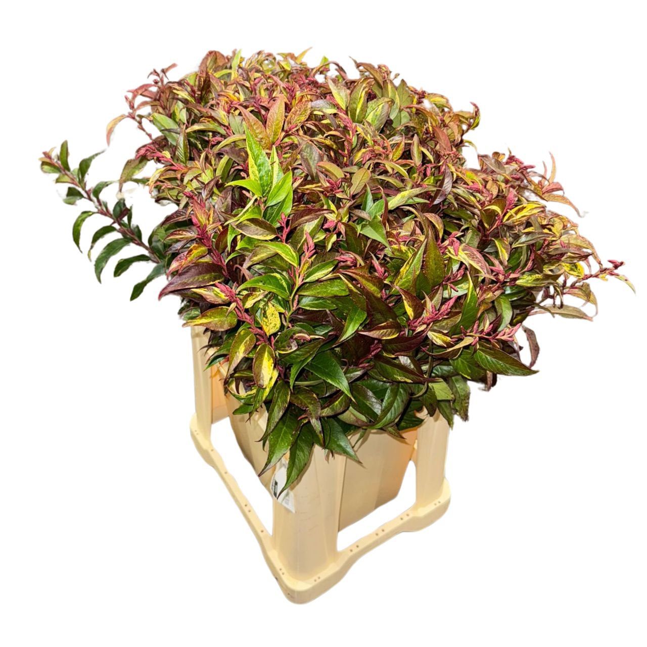 Leucothoe rainbow