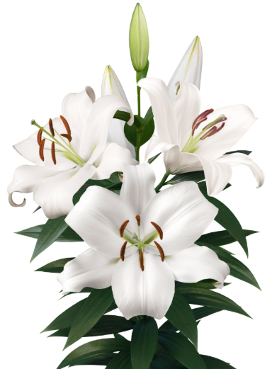 Lilium zambesi white