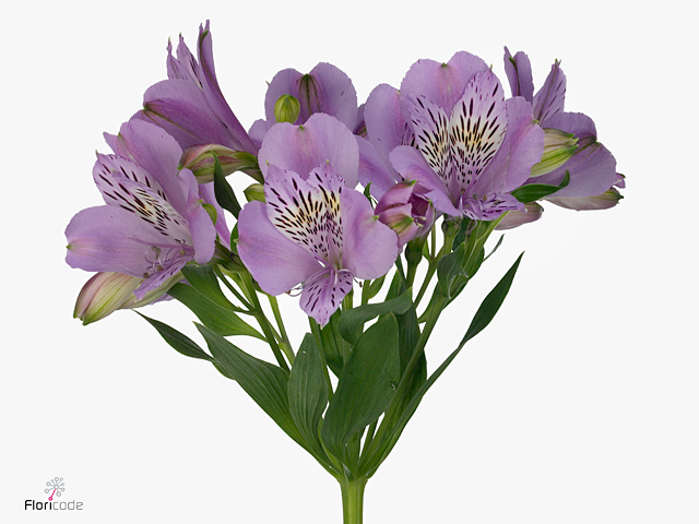 Alstroemeria jewel