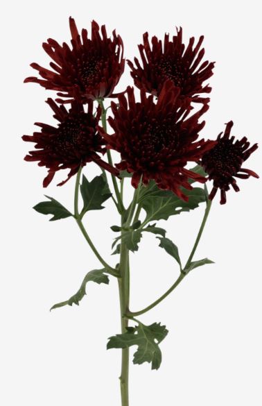 Chrysanthemum spray rioja