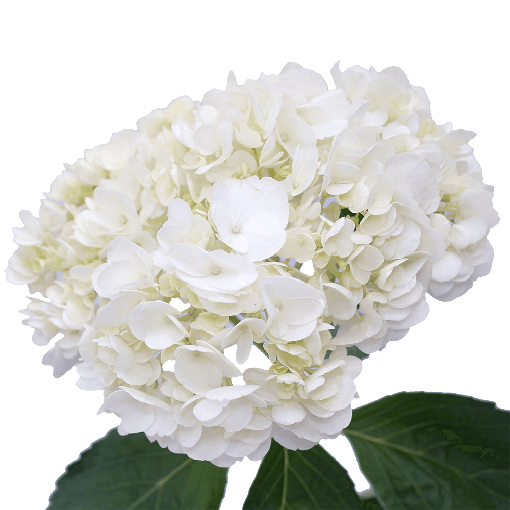 Hydrangea premium white | Wholesale flowers, plants and supplies Hydrangea premium white