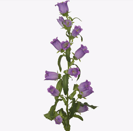 Campanula medium champion deep lilac