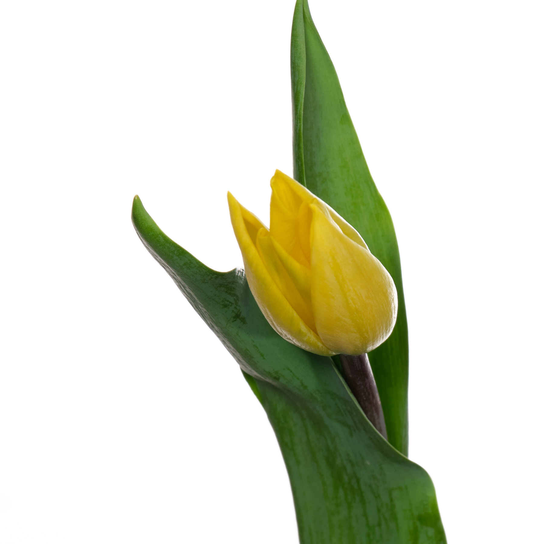 Tulip enkel strong gold