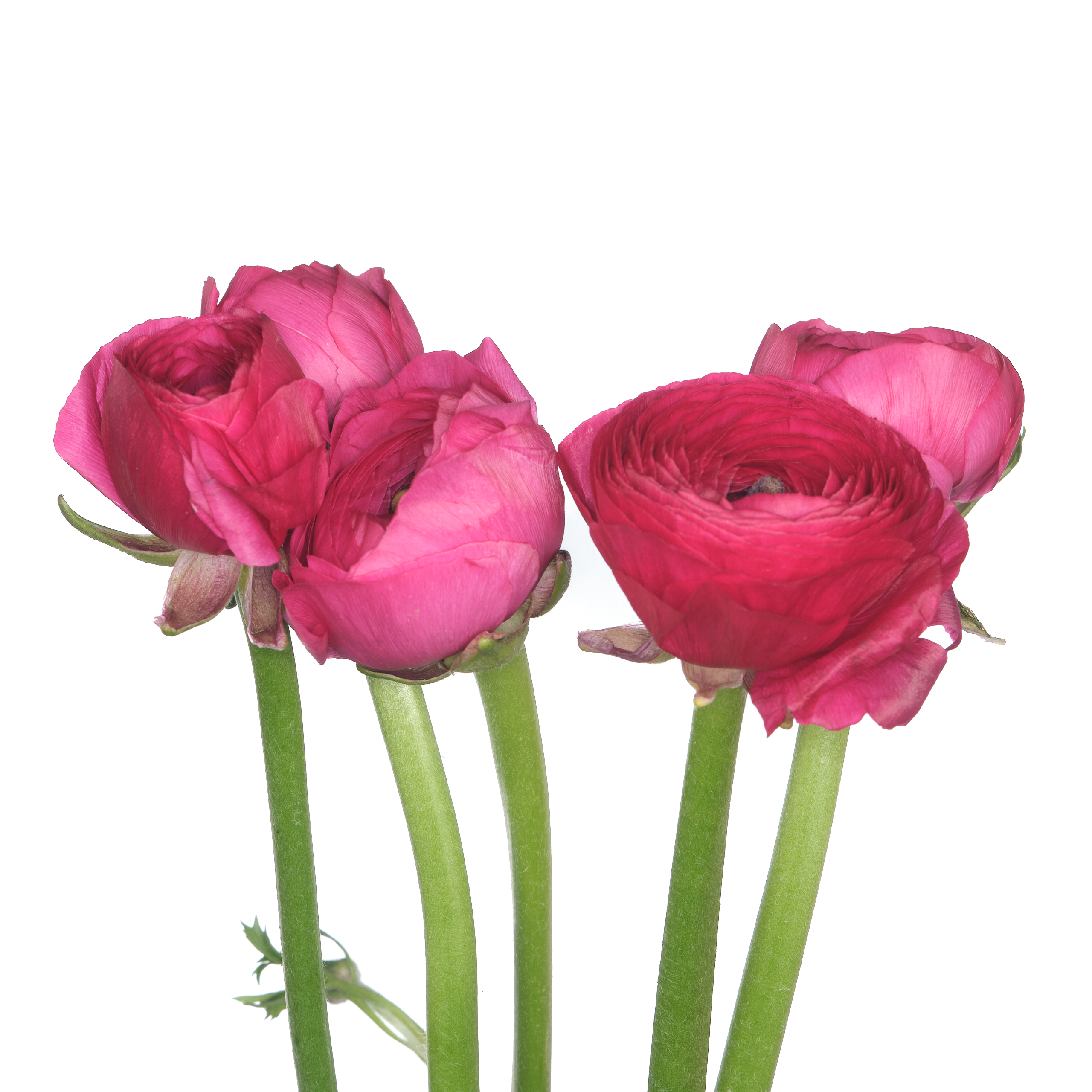 Ranunculus elegance hot pink