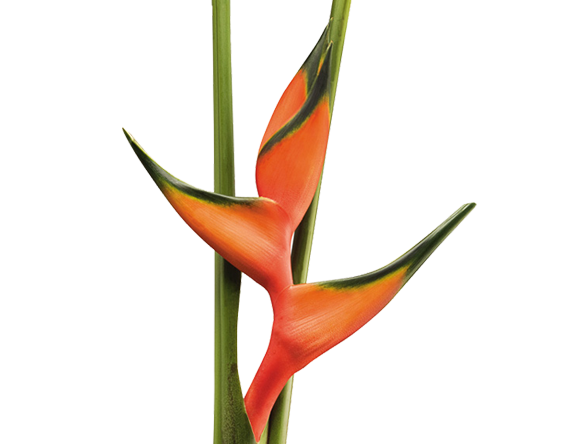 Heliconia peachy pink | Wholesale flowers, plants and supplies Heliconia peachy pink