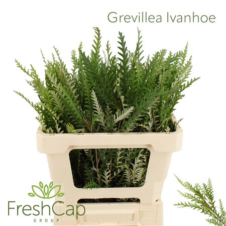 Blad Grevillea ivanhoe