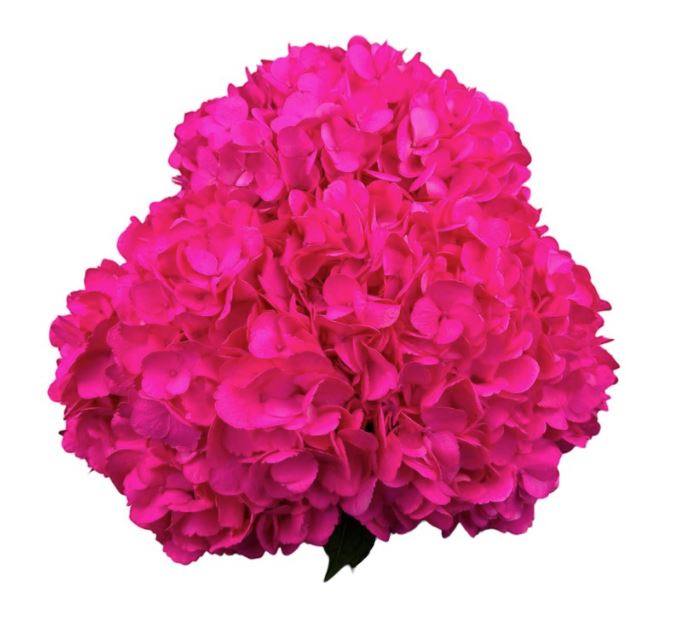 Hydrangea premium fuchsia