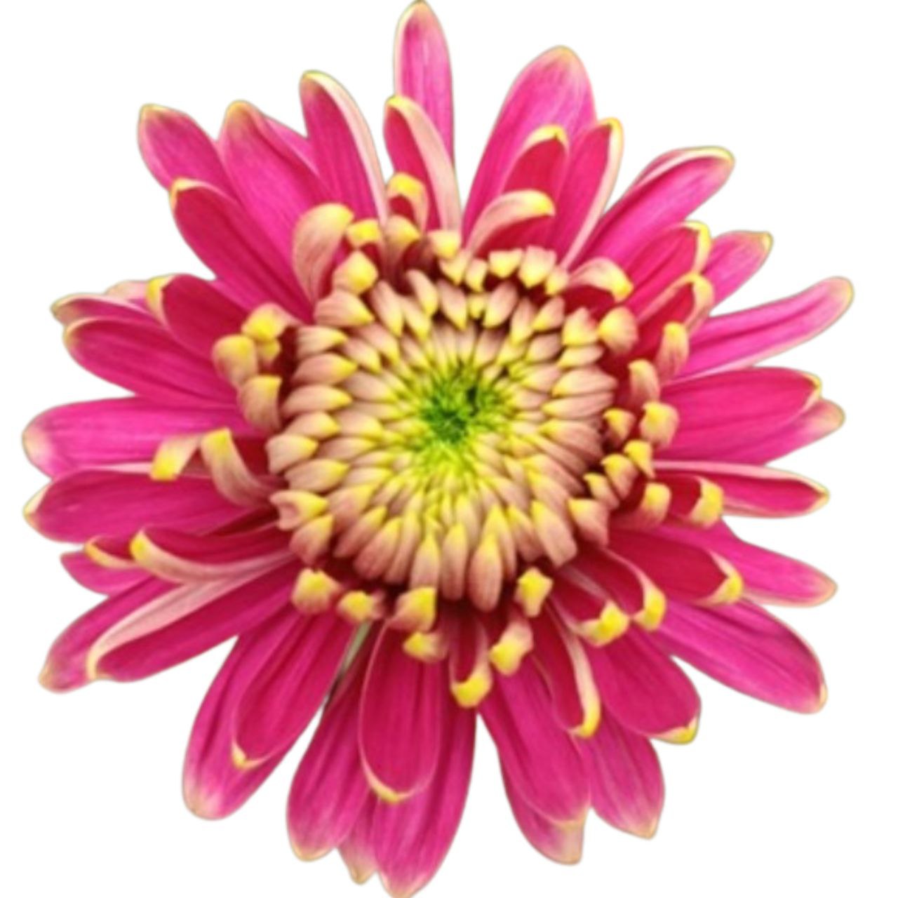 Chrysanthemum single pristine pink