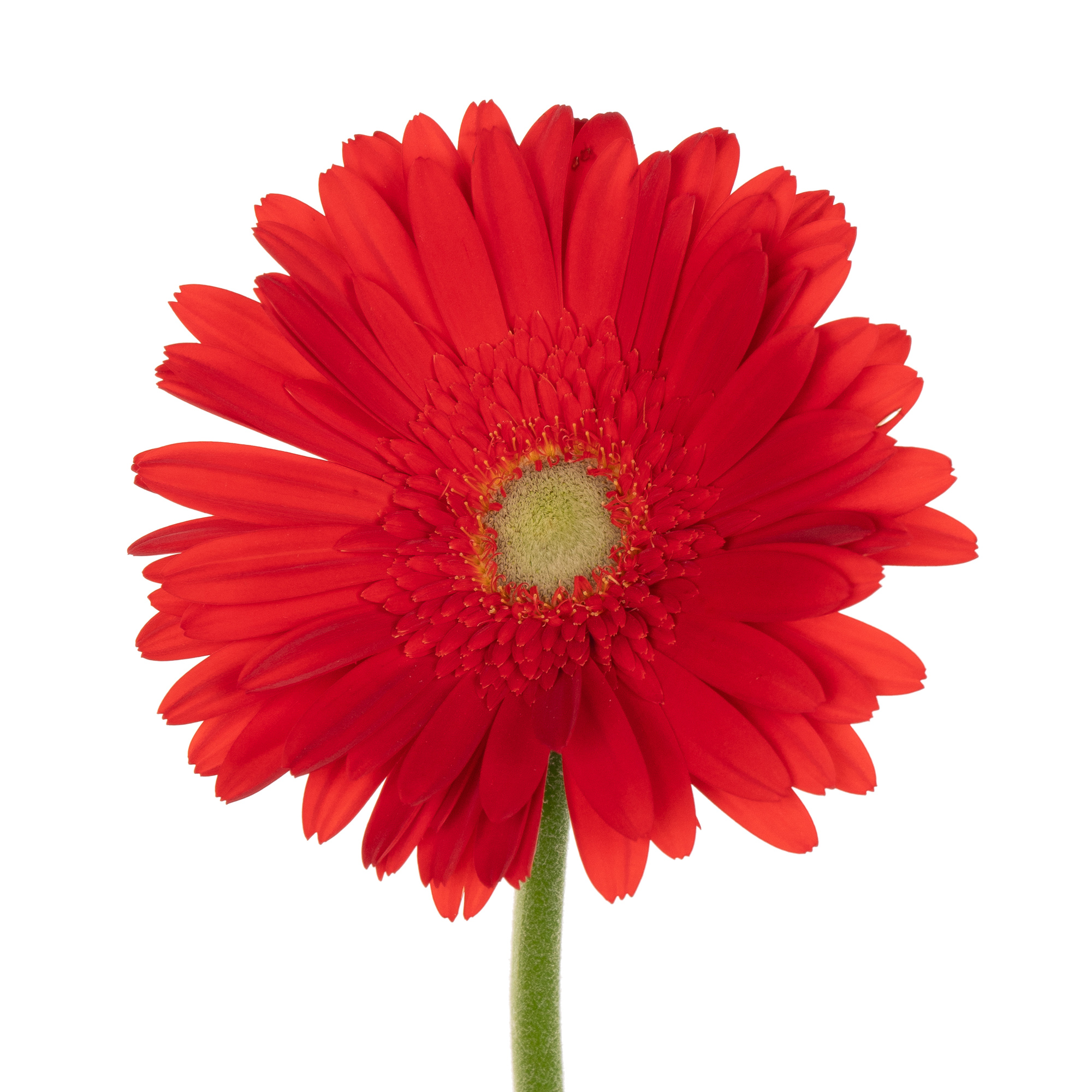 Gerbera red