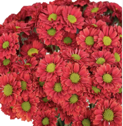 Chrysanthemum santini red plum