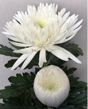 Chrysanthemum single topsin