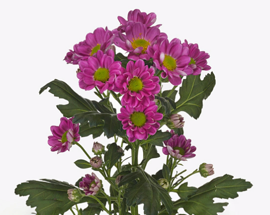 Chrysanthemum santini rossi purple