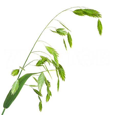 Chasmanthium latifolium