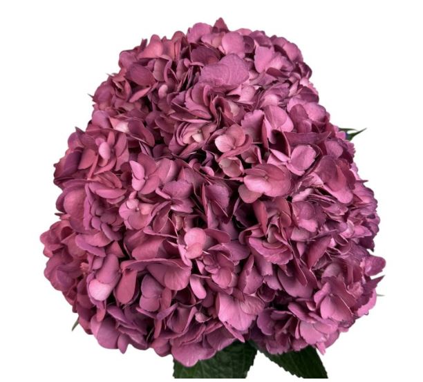 Hydrangea premium lavender merlot