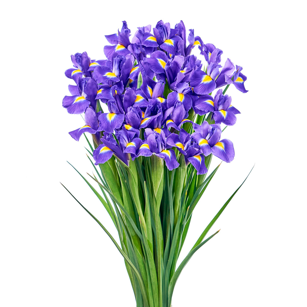 Iris blue