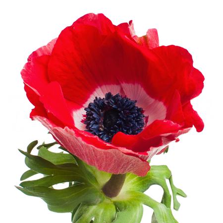 Anemone mistral plus red