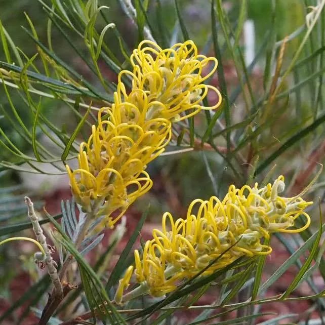 Grevillea yellow amit