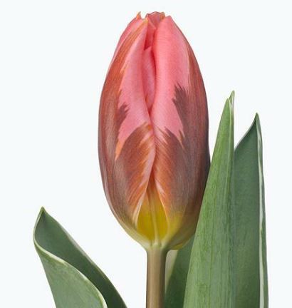 Tulip enkel pretty princess