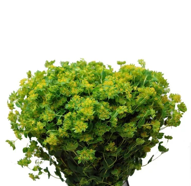 Bupleurum griffithii