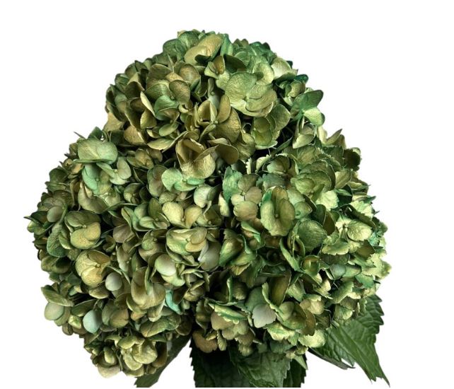 Hydrangea premium emerald gold