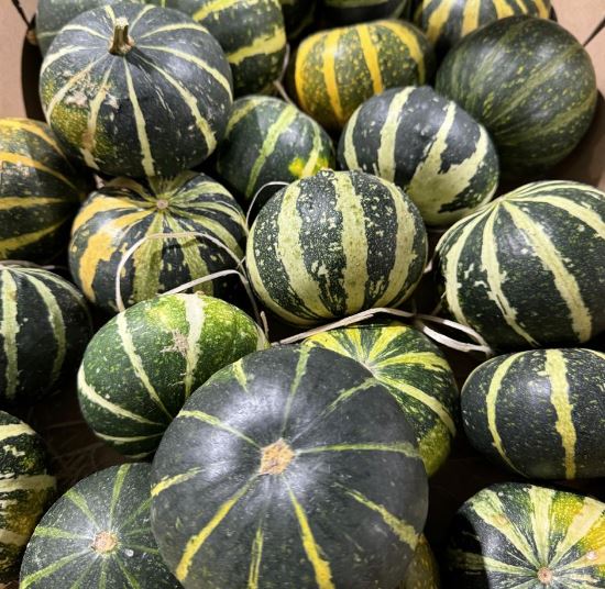 Cucurbita black cat