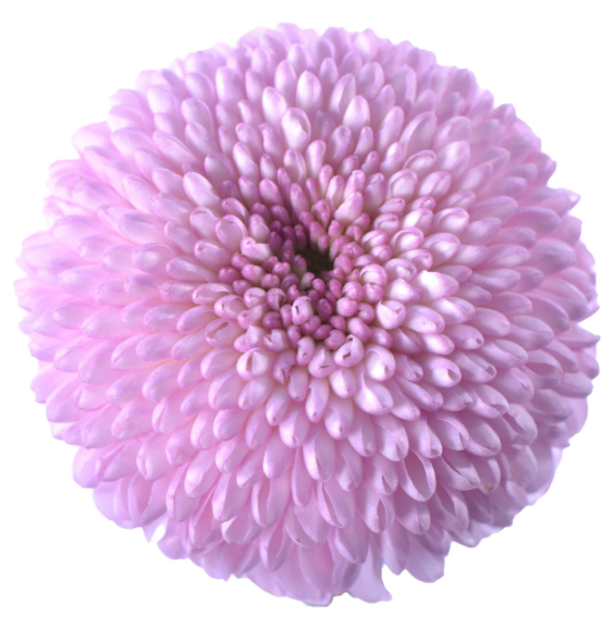 Chrysanthemum single ping pong premium pink