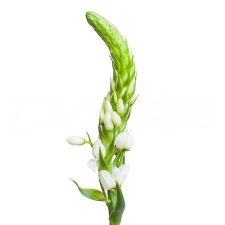 Ornithogalum white star