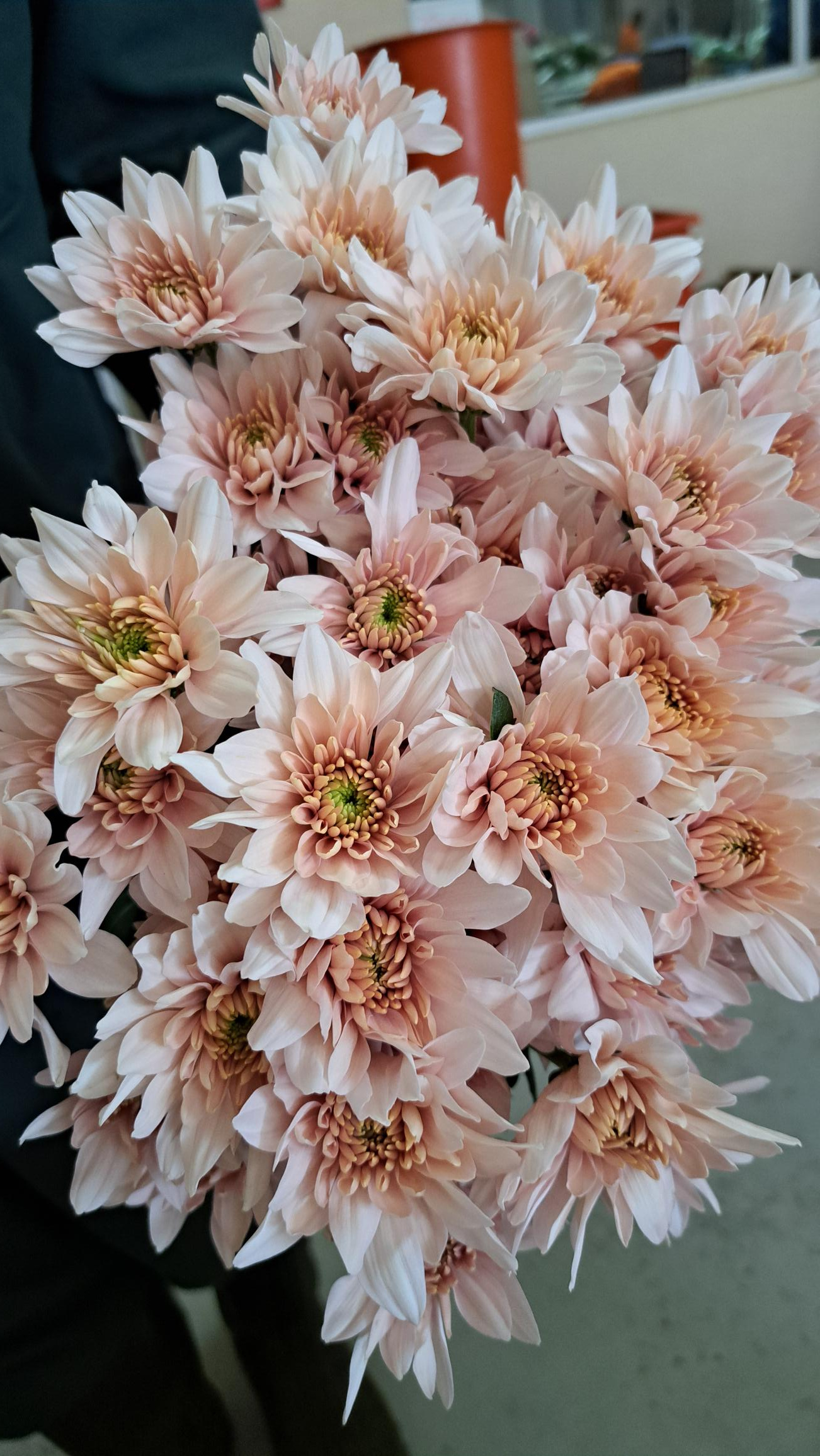 Chrysanthemum spray pastella pink