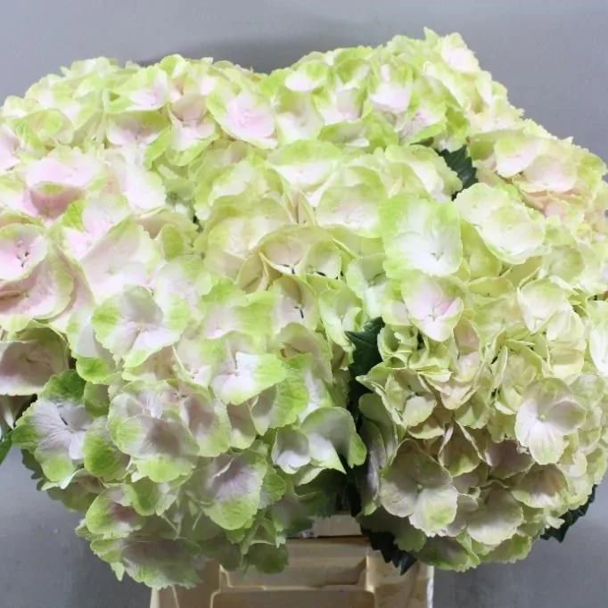 Hydrangea magical blossom