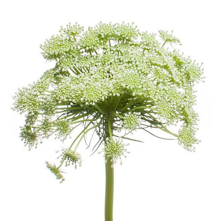 Ammi visnaga