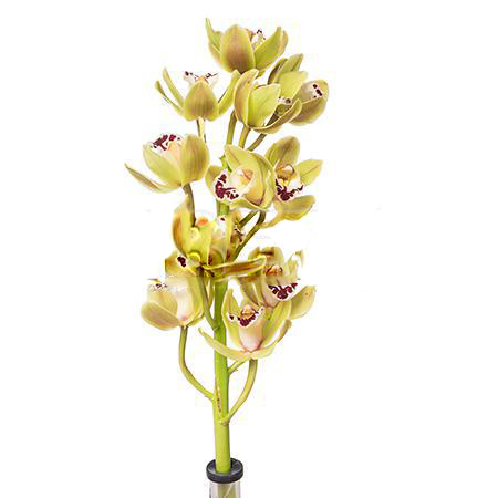 Cymbidium Mini green