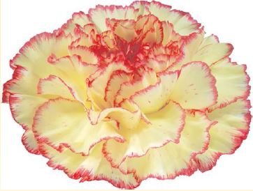 Carnation lorca