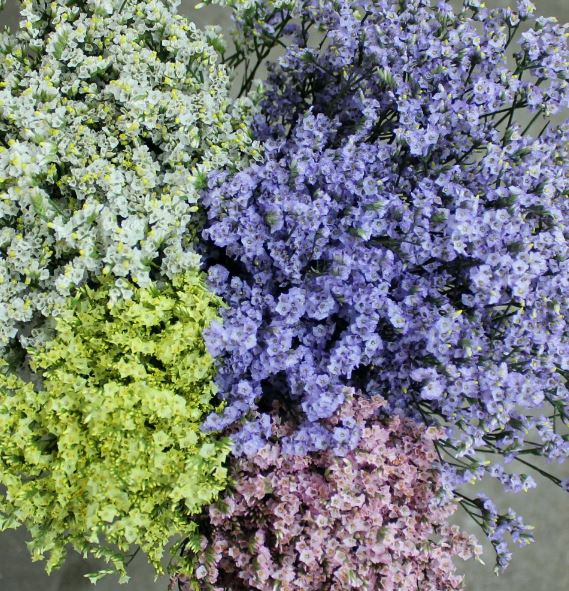 Limonium mix