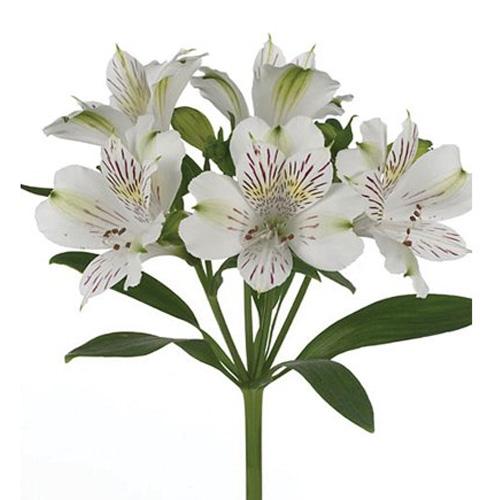 Alstroemeria fancy fuji