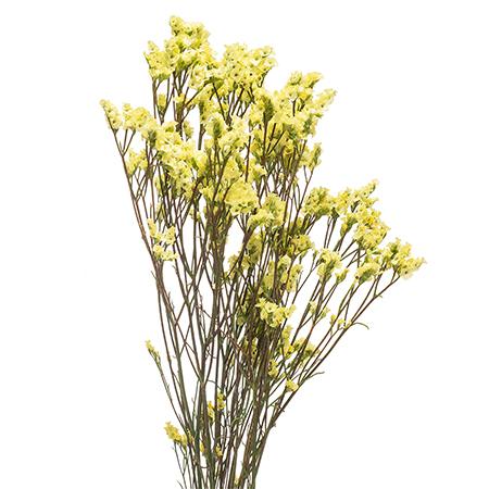 Limonium yellow