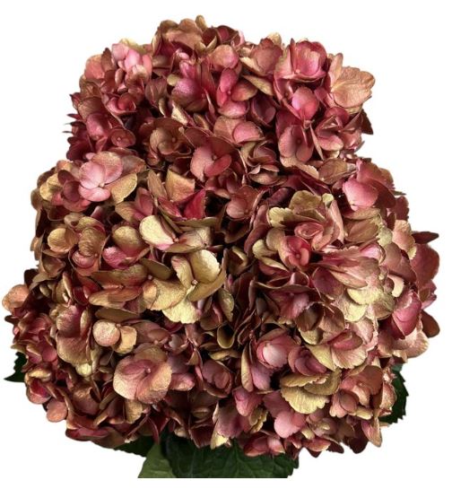 Hydrangea premium golden flame