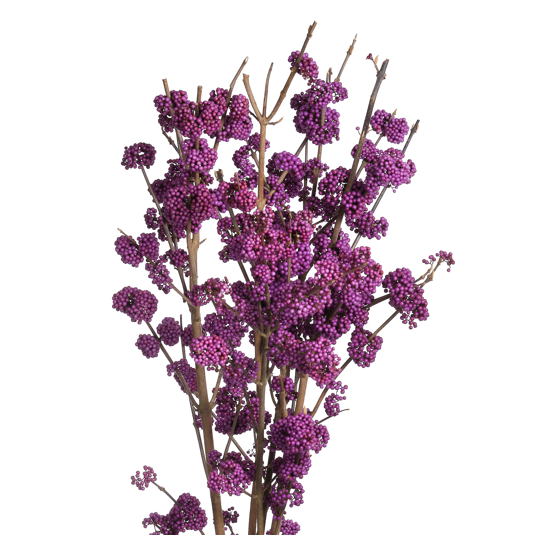 Callicarpa giraldii