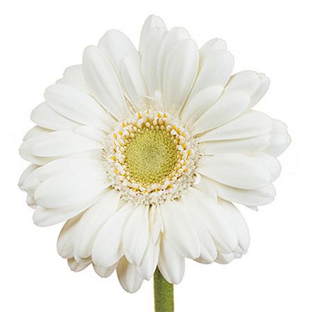 Gerbera Mini albino