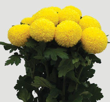 Chrysanthemum single ping pong yellow