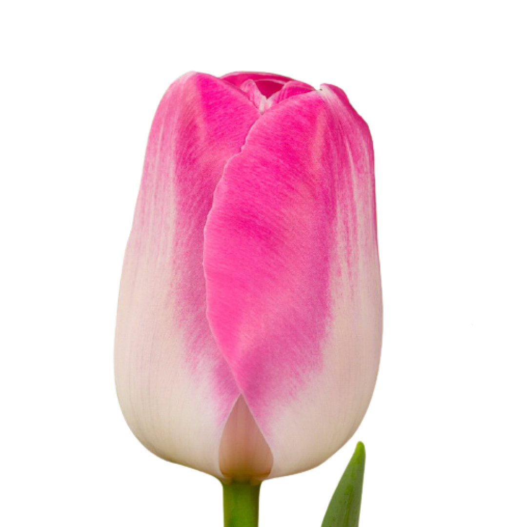 Tulip enkel supermodel