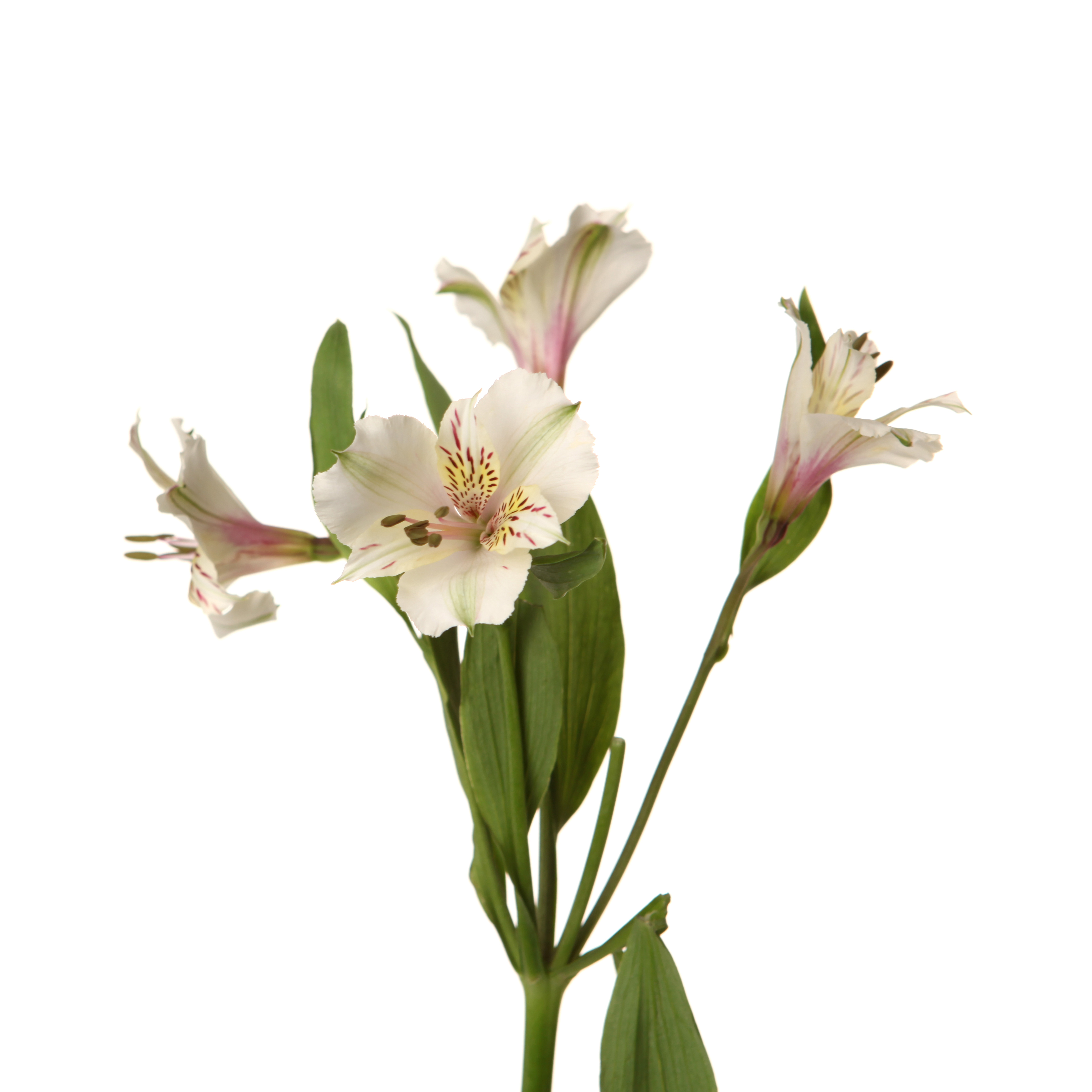 Alstroemeria himalaya