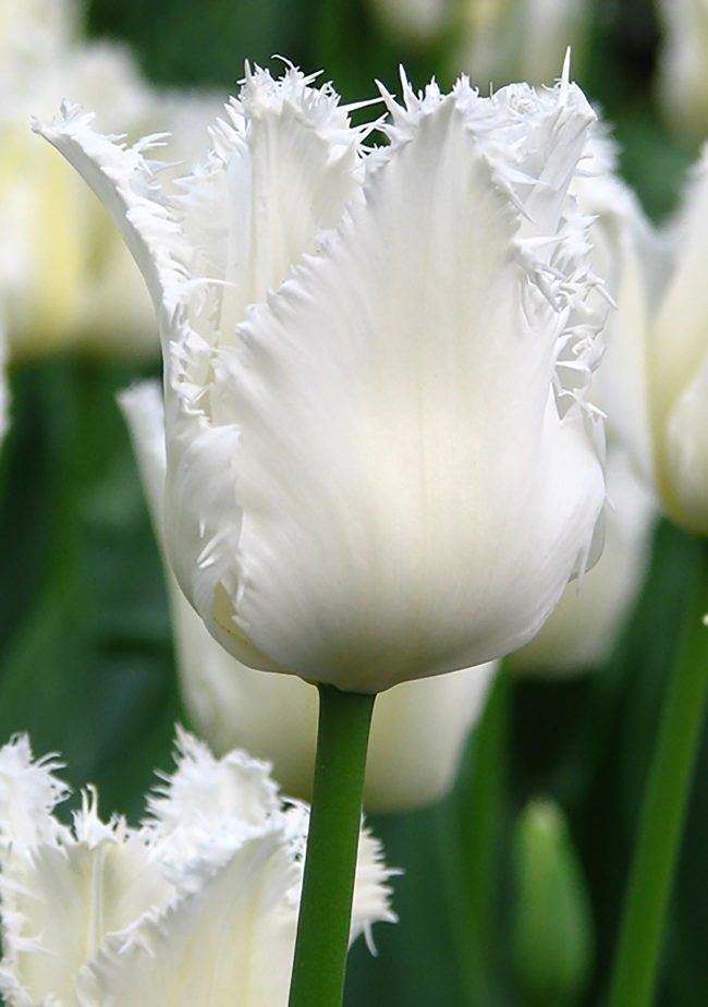 Tulip fringed north pole