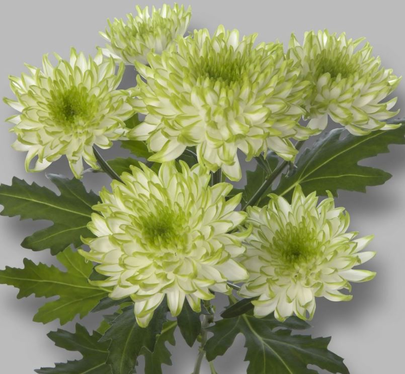 Chrysanthemum spray maisy lime