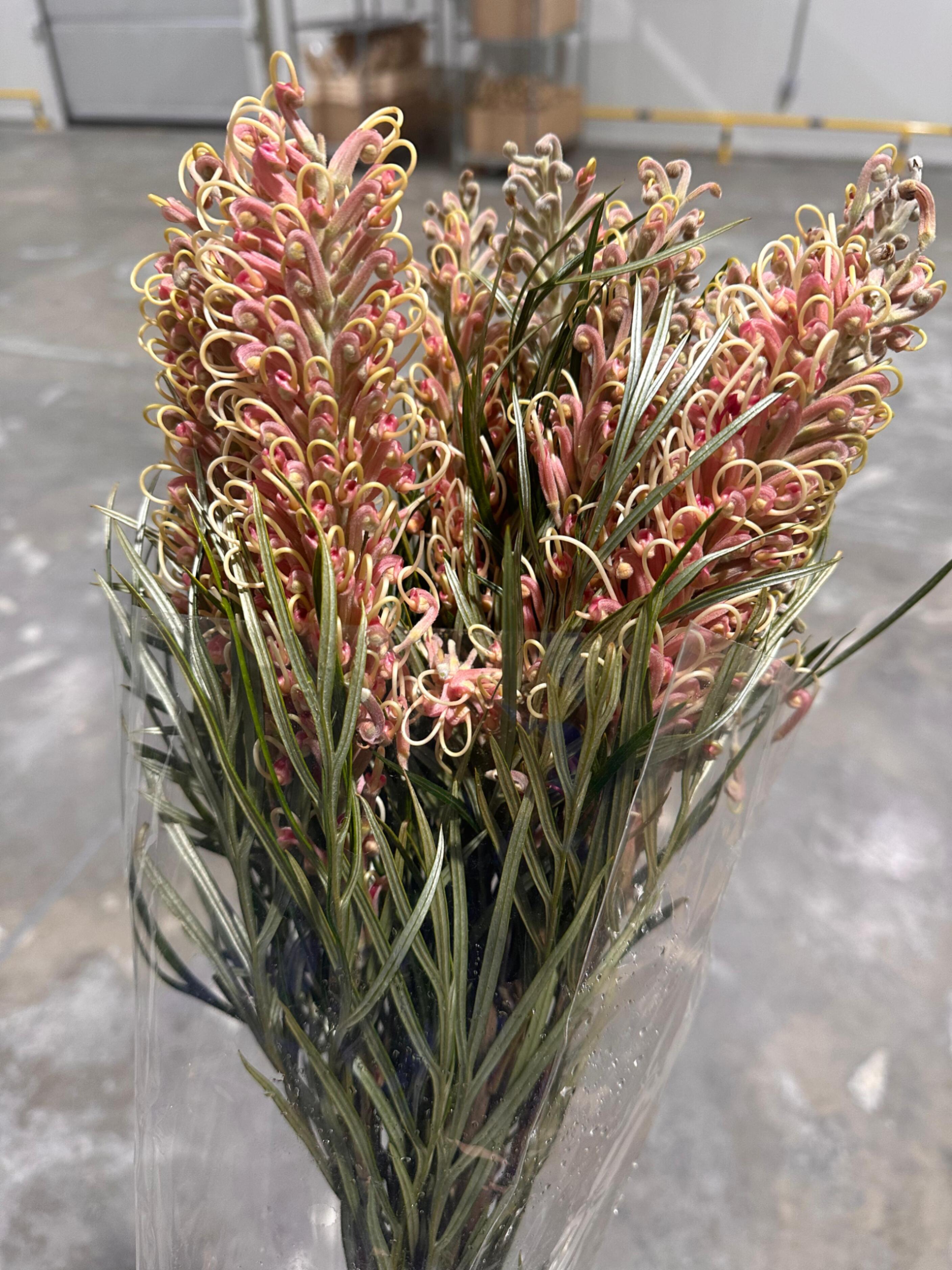 Grevillea pink surprise