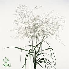 Panicum squaw