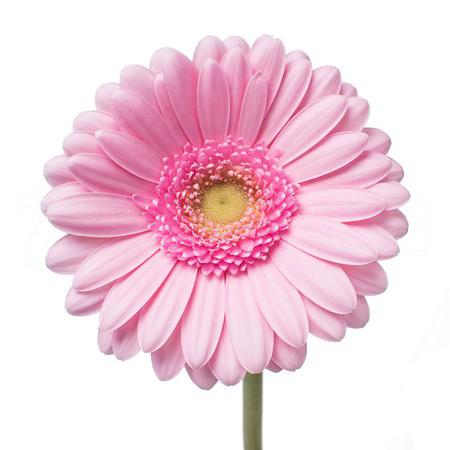 Gerbera Mini kimsey